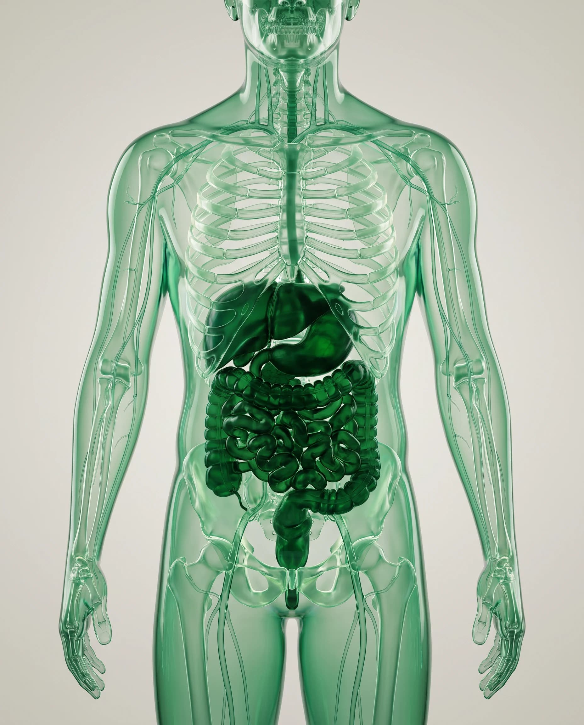 Figure anatomique translucide révélant le microbiote intestinal